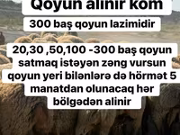 Qoyun, Qoyunlar — foto 2