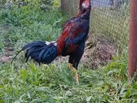 Chickens — foto 1