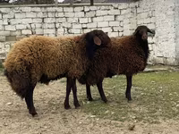 Qoç, Qoyunlar — foto 5