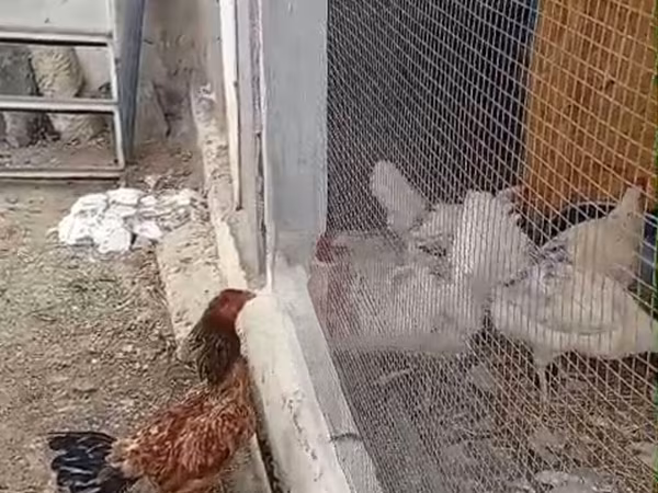 Chickens — Azerbaijan