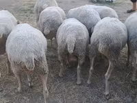 Sheep, Sheep — photo 2