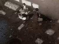 Domestic Muscovy — photo 6