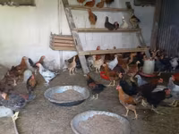 Chickens — photo 1