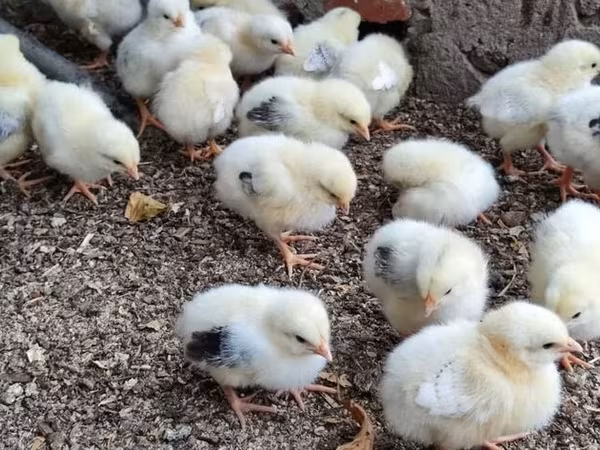 Chickens — Azerbaijan