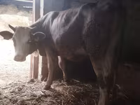 Kuh, Simmental cattle — Foto 1