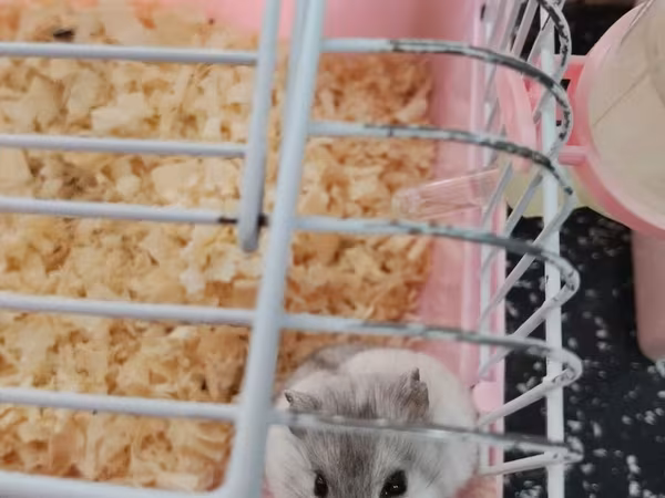 Cırtdan hamsterlər – qəfəs və aksesuarları ilə Məhsul təsviri: -