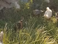 Ducks — foto 4