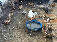 Ducks — الصورة 2