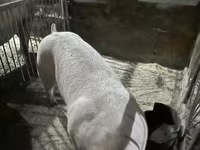Knur, Świnie — zdjęcie 2
