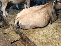 İnək, Aubrac cattle — foto 2