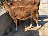 母牛, Red-spotted breed — 照片 8