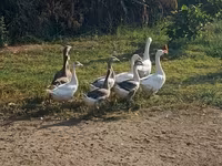 Geese — Foto 1