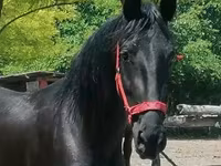 Égua, Friesian — foto 2