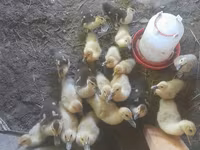 Ducks — photo 1