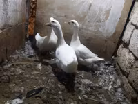 Ducks — photo 3