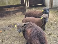 भेड़, Southdown sheep — फ़ोटो 4