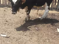 Bull, Russian Black pied cattle — photo 2