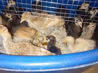 Turkeys — photo 3