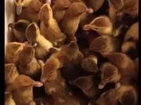 Ducks — photo 1