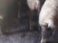Sheep, Sheep — photo 7