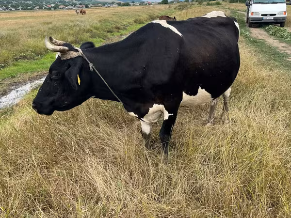 Krava, Russian Black pied cattle