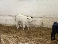 Rinder (Partie, Geschlecht nicht angegeben), Rinder — Foto 4