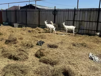 Koza, Saanen goat — foto 4