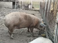 Ana donuz, Donuzlar — foto 2