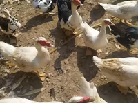 Ducks — Foto 3