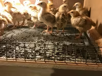 Chickens — photo 4