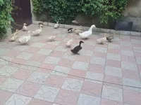 Ducks — foto 4