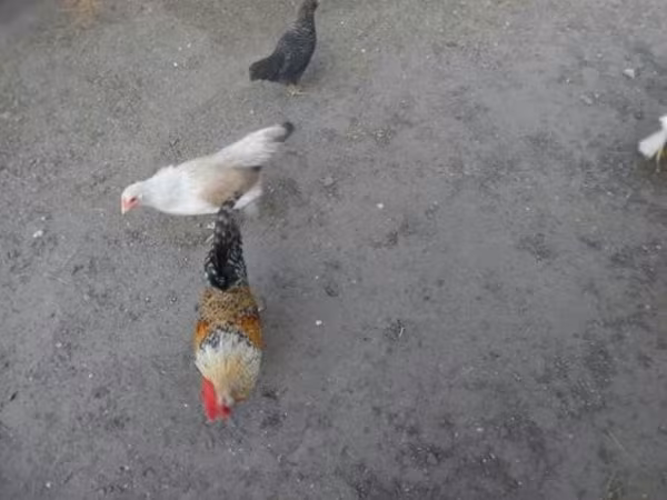Japonský bantam