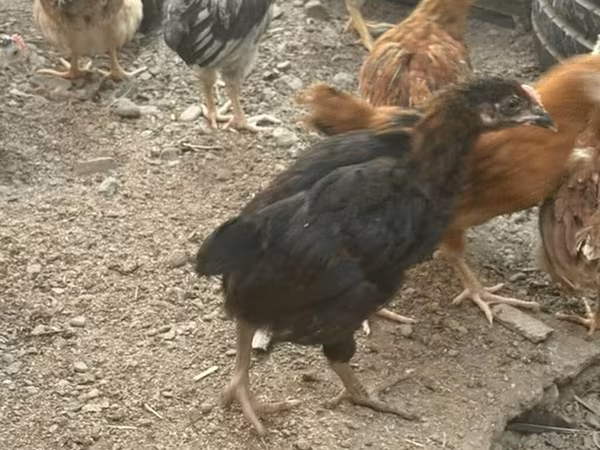 Chickens