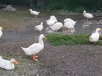 Ducks — foto 2