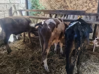 Kuh, Simmental cattle — Foto 4