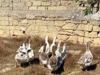 Geese — foto 2