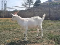 Keçi, Saanen goat — foto 2