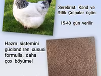 Artıq daimi istifadə üçün Kənd Toyuğu. Serebrist. Qaz. Ördək — 照片 3