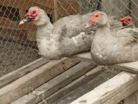 Ducks — foto 2