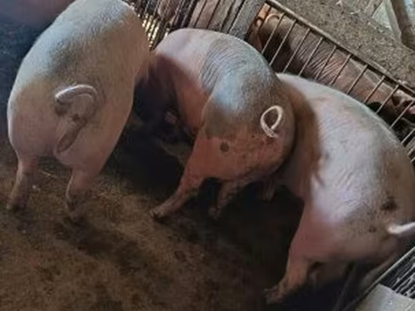Suínos (lote, sexo não especificado), Porcos