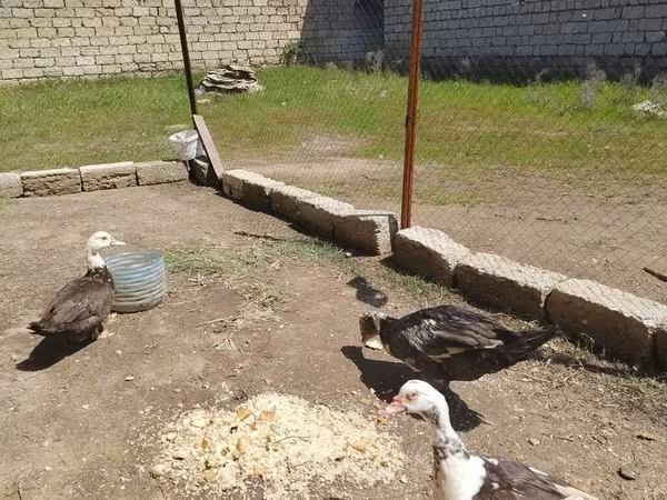 Ev Muskovisi — Azərbaycan