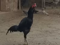 Chickens — الصورة 1