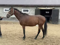 Caballo, Thoroughbred horse — foto 5