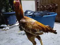 Chickens — photo 1