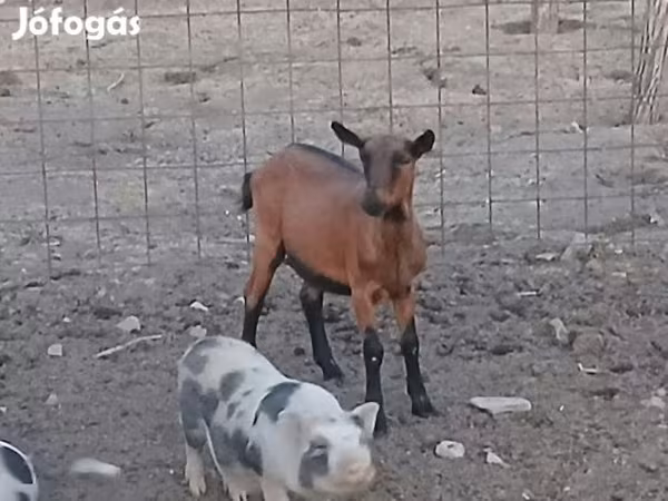 Koza, Alpine goat