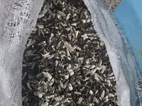 Günəbaxan tumu qabığı — 照片 2