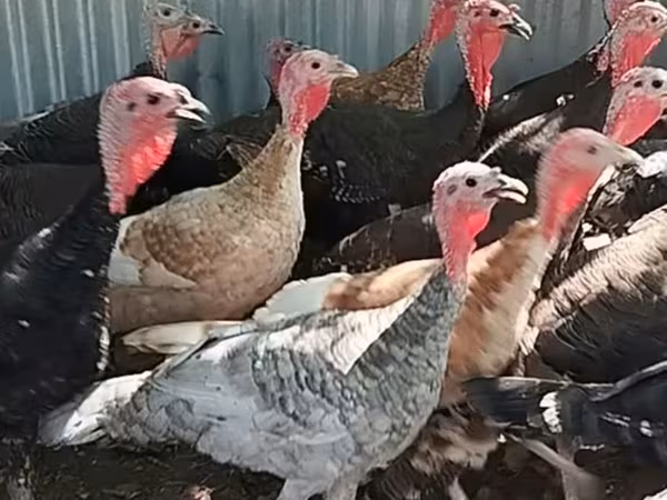 Turkeys