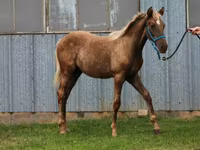 घोड़ा, Black Sea breed — फ़ोटो 8