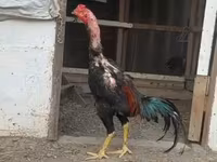 Chickens — photo 2