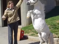 Mare, Miniature horse — photo 6